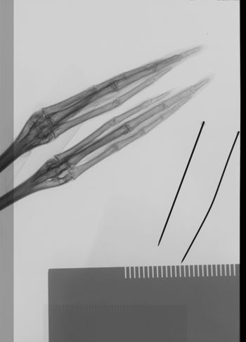 Media type: image;   Ornithology 12209